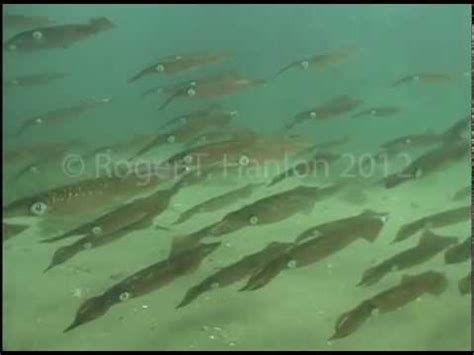 Swimming School of Long-finned Squid (Doryteuthis (Loligo) pealeii ...