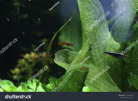 Aquarium Neon Fish Plants Under Water Stock Photo 1827400340 | Shutterstock