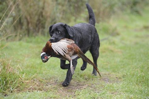 Labrador retriever