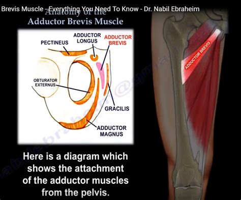 Anatomy Of The Adductor Brevis Muscle — OrthopaedicPrinciples.com