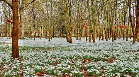 Single Snowdrops (In The Green) | Woodland Bulbs