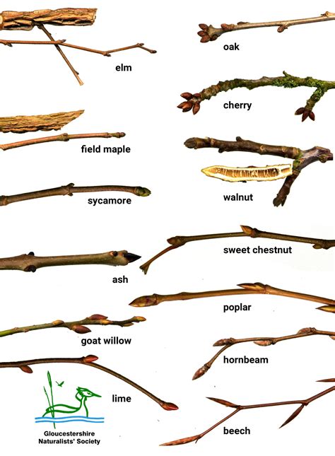 Winter twig identification – Gloucestershire Naturalists' Society