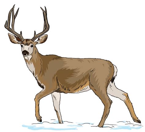 Deer clipart real deer, Deer real deer Transparent FREE for download on WebStockReview 2024