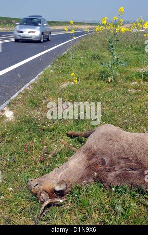 Deer killed on side of road, Dead deer on road, roadkill, Britain UK ...