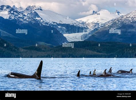 Orca whale (Orcinus orca) pod in Lynn Canal with Eagle Glacier and Coast Range in the background ...