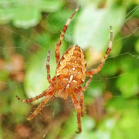 Araneus diadematus (Cross Orbweaver) – 10,000 Things of the Pacific Northwest