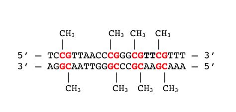 DNA Methylation Kits