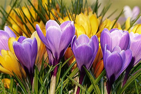 Free Images : flower, petal, spring, yellow, flora, violet, crocus, macro photography, flowering ...