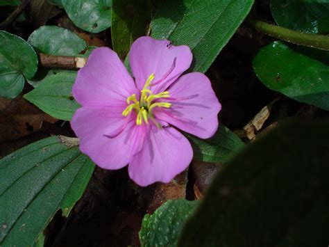 West African wildflower | Wild flowers, Plants, Flowers