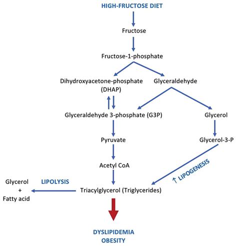 Fructose Metabolism Pathway