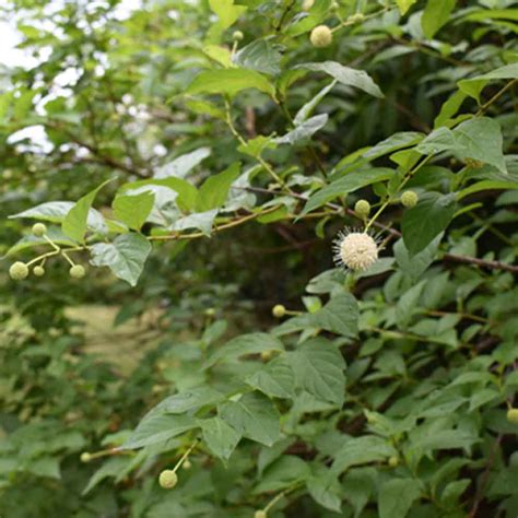 Calycanthus floridus - Horsford Gardens and Nursery