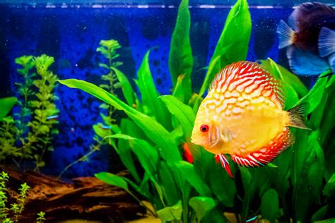 Discus Fish: The Complete Care And Breeding Guide - Fishkeepingfans.com