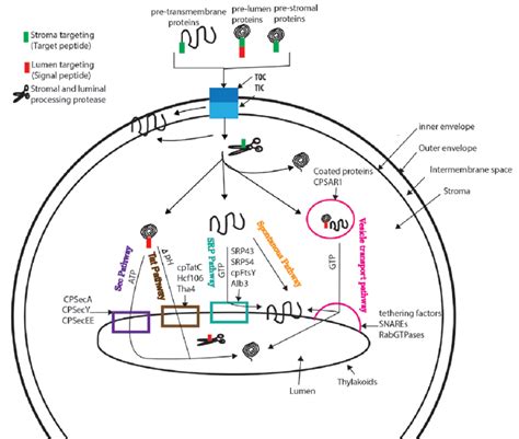 Transport pathways of thylakoid proteins after import into the... | Download Scientific Diagram