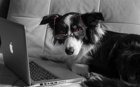 Laptop, dog, glasses, HD wallpaper | Peakpx