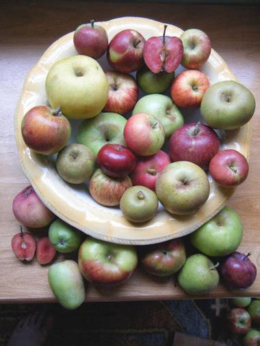 Heirloom apple tasting offers 220 varieties at historic Venersborg schoolhouse Sunday, 10/23 ...