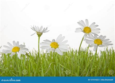 Grass with Daisies stock photo. Image of orange, grass - 12151622