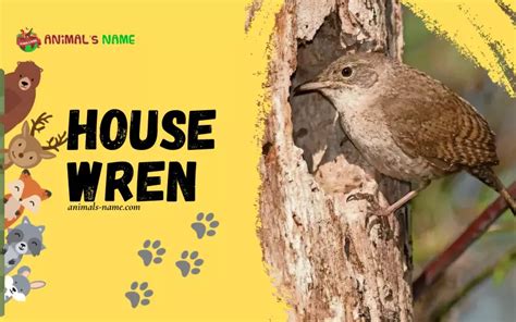 House wren: History, Facts, Size, Habitat, Classification & Much More - Animals Name