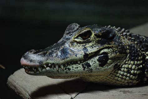 Black Caiman at Crocodiles of the World, 05/02/12 - ZooChat