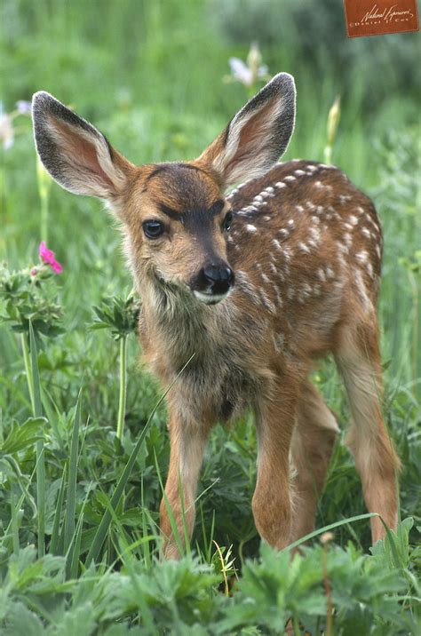 Mule deer fawn | Daniel J. Cox/Natural Exposures