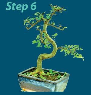 Bonsai Tree Pruning guide - 6 easy steps to prune your bonsai