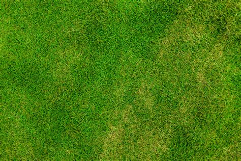 Free photo: Grass texture - Abstract, Seamless, Outdoor - Free Download - Jooinn