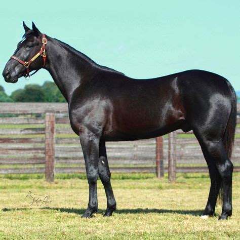 Archangel - Thoroughbred stallion | Stallion horses, Standardbred horse, Black stallion horse