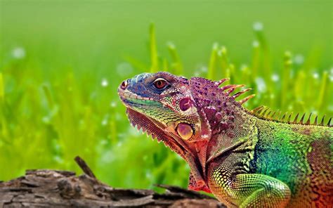 Colorful Iguana Lizard Animals Of Group Reptiles Desktop Wallpaper Hd ...