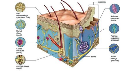 Sensory Receptors - New