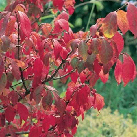 Euonymus 'Burning Bush' - Hello Hello Plants