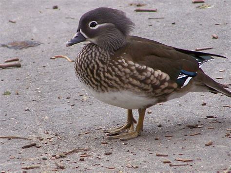 OC Birder Girl: Mandarin Duck