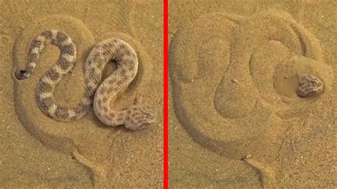 This is how a sand viper conceals itself for an ambush | News - Times ...