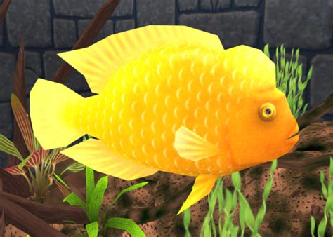 Midas Cichlid | Megaquarium Wiki | Fandom