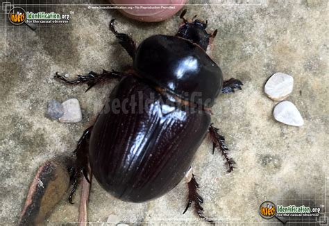 Rhinoceros Beetle