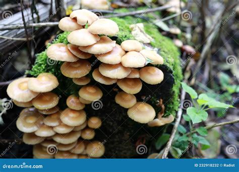 Details of Poisonous Honey Mushrooms Stock Photo - Image of agaric ...