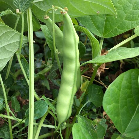 Seeds for Mayflower Bean | Phaseolus vulgaris | Amkha Seed