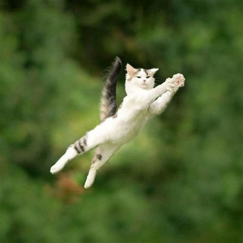 Leaping kottu | Jumping cat, Cute cats, Cats