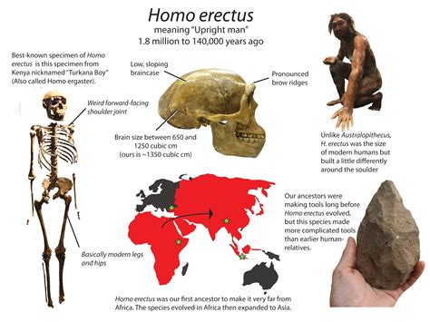 Mr. Goldstein's Classroom Blog: Homo Erectus Stands Upright