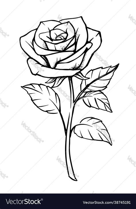 a rose with leaves on a white background