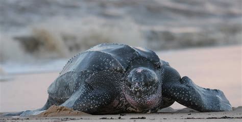 Leatherback Turtles are “Sea Dogs” of the Ocean - Maui Ocean Center