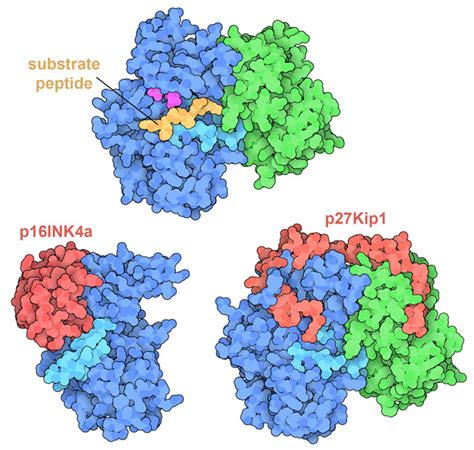 PDB-101: Molecule of the Month: Cyclin and Cyclin-dependent Kinase