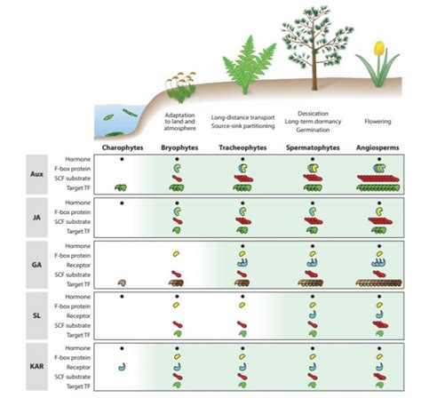 Plantae | Review: Evolution of plant hormone response pathways ($) (Annu. Rev. Plant Biol ...