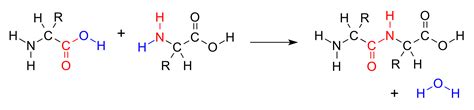 25.18: Condensation Reactions - Chemistry LibreTexts