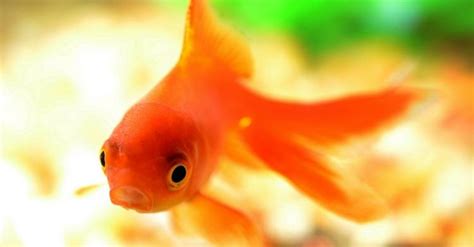 How To Look For A Pregnant Goldfish?