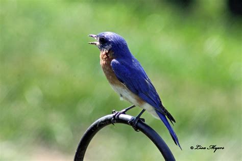 Male Eastern Bluebird | Blue bird, Eastern bluebird, Animals