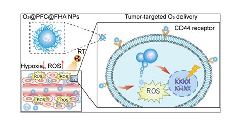 Fluorinated Hyaluronic Acid Encapsulated Perfluorocarbon Nanoparticles ...