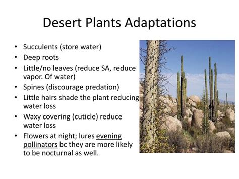 Desert Plants And Adaptations