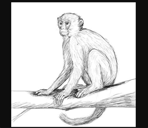 How to draw a monkey with these easy step by step tutorials | Monkey ...