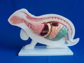 Rabbit Dissection Model - Buy Rabbit Dissection,Rabbit Model,Anatomical ...