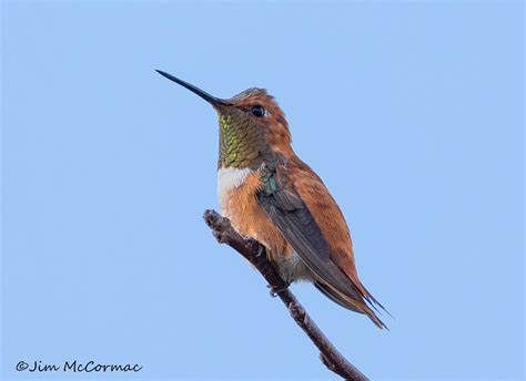 Ohio Birds and Biodiversity: Two rare (for Ohio) birds