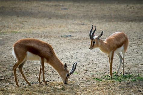 10 Dorcas Gazelle Facts - Fact Animal